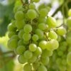 'Superior Seedless' Outdoor Grape Vine -Plant Specialty Store FRU0064 1