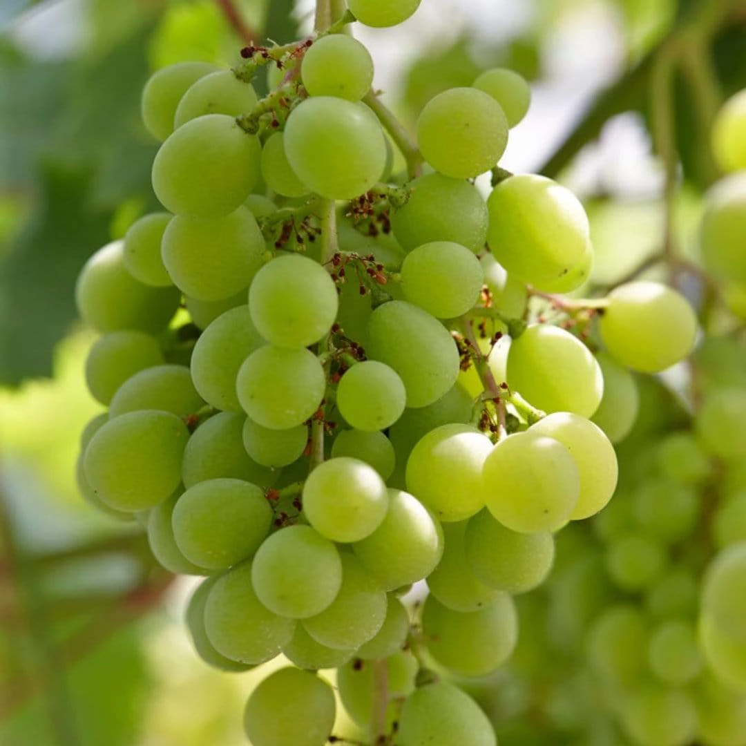 'Superior Seedless' Outdoor Grape Vine 3 'Superior Seedless' Outdoor Grape Vine