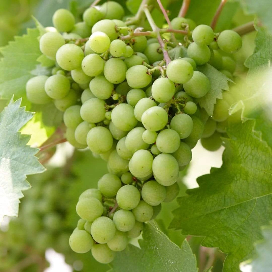 'Superior Seedless' Outdoor Grape Vine 4 'Superior Seedless' Outdoor Grape Vine - Image 2