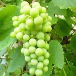 Seedless Outdoor Grape Collection -Plant Specialty Store FRU0066 2 6a364299 bd81 426d b0f0 35c995d96990
