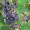 'Muscat Blue' Grape Vine -Plant Specialty Store FRU0068 1