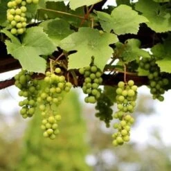 'Lakemont' Seedless Outdoor Grape Vine -Plant Specialty Store FRU0069 2