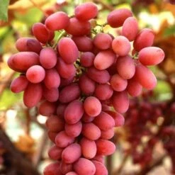 Seedless Outdoor Grape Collection -Plant Specialty Store FRU0070 1 c32b8699 ae0e 4165 8257 4d61cf0ef37e