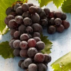'Boskoop Glory' Seedless Outdoor Grape Vine -Plant Specialty Store FRU0071 2