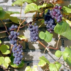 'Boskoop Glory' Seedless Outdoor Grape Vine -Plant Specialty Store FRU0071 3