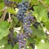 'Black Hamburgh' Indoor Grape Vine 2 'Black Hamburgh' Indoor Grape Vine -Plant Specialty Store FRU0073 4