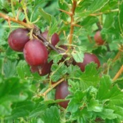 Hinnonmaki Red Gooseberry Bush -Plant Specialty Store FRU0075 2