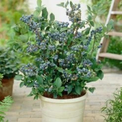 All Season Blueberry Plants Collection -Plant Specialty Store FRU0083 2 08deb223 7e01 46d3 89b8 90aa57d4543b
