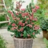 Pink Lemonade Blueberry Bush -Plant Specialty Store FRU0085 2