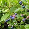 Goldtraube Blueberry Bush -Plant Specialty Store FRU0088 1