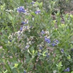 Duke Blueberry Bush -Plant Specialty Store FRU0089 2
