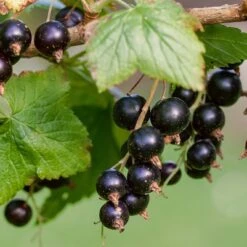Ben Lomond Blackcurrant Bush -Plant Specialty Store FRU0092 3