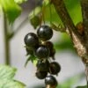 Ben Lomond Blackcurrant Bush 1 Ben Lomond Blackcurrant Bush -Plant Specialty Store FRU0092 4