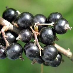 Ben Connan Blackcurrant Bush -Plant Specialty Store FRU0093 1