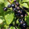 Ben Connan Blackcurrant Bush -Plant Specialty Store FRU0093 3
