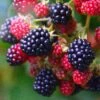 Loch Ness Blackberry Plants -Plant Specialty Store FRU0095 2