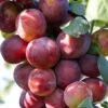 Victoria Plum Tree -Plant Specialty Store FRU0106 1