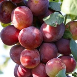 Complete Orchard Collection | Apple, Cherry, Pear, Plum Trees -Plant Specialty Store FRU0106 1 98f0eb80 983e 435a 9972 91a17b19d701