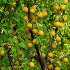 Oullins Golden Gage Plum Tree -Plant Specialty Store FRU0112 1