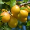 Oullins Golden Gage Plum Tree -Plant Specialty Store FRU0112 4