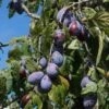 Merryweather Damson Tree