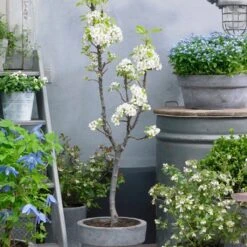 Doyenné Du Comice Pear Tree -Plant Specialty Store FRU0124 4