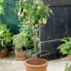 Mini Orchard Collection | Cherry, Pear & Plum Trees -Plant Specialty Store FRU0126 4 f7cf4d55 9ee1 4d19 bbf7 c29c16b27551