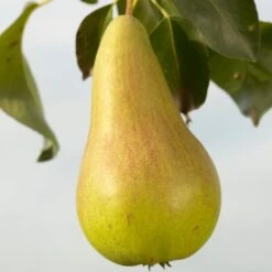 Concorde Pear Tree -Plant Specialty Store FRU0130 1