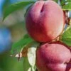 Red Haven Peach Tree -Plant Specialty Store FRU0132 1