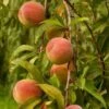 Peregrine Peach Tree -Plant Specialty Store FRU0133 1