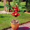 Madame Blanchet Patio Nectarine Tree -Plant Specialty Store FRU0139 1