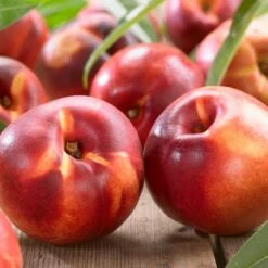 Lord Napier Nectarine Tree -Plant Specialty Store FRU0140 2