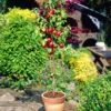 Lord Napier Nectarine Tree -Plant Specialty Store FRU0140 3