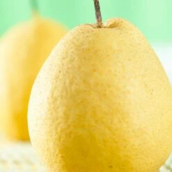 Kumoi' Asian Pear Tree | Nashi Pear -Plant Specialty Store FRU0142 1