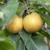Kumoi' Asian Pear Tree | Nashi Pear -Plant Specialty Store FRU0142 2
