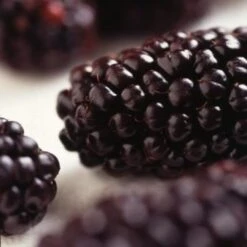 Wellington Mulberry Tree -Plant Specialty Store FRU0143 2 2eacbfc8 f675 4ba9 9bd6 2dbe3957165a