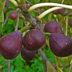 3 Super Easy To Grow Fruit Trees | Apple, Fig & Plum -Plant Specialty Store FRU0148 1 a40cf121 4467 400e 880f 5610c172c7f5