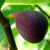Osborne's Prolific Fig Tree -Plant Specialty Store FRU0153 1