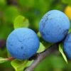 Farleigh Damson Tree -Plant Specialty Store FRU0164 1