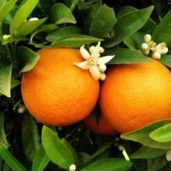 Seville Orange Tree 'Bigaradier' | Grafted Mini-Stem -Plant Specialty Store FRU0168 3