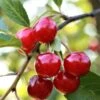 Summer Sun Cherry Tree -Plant Specialty Store FRU0172 1