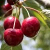 Stella Cherry Tree -Plant Specialty Store FRU0174 1 1