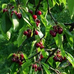 Stella Cherry Tree -Plant Specialty Store FRU0174 2
