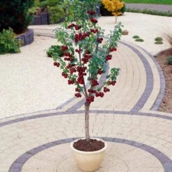 Stella Cherry Tree -Plant Specialty Store FRU0174 3