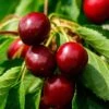 Morello Cherry Tree -Plant Specialty Store FRU0178 1