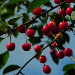 Morello Cherry Tree -Plant Specialty Store FRU0178 2