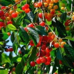 May Duke Cherry Tree -Plant Specialty Store FRU0179 2