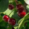 Lapins 'Cherokee' Cherry Tree 2 Lapins 'Cherokee' Cherry Tree -Plant Specialty Store FRU0181 1