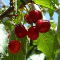 Hartland Patio Cherry Tree -Plant Specialty Store FRU0185 1