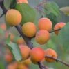 Tomcot Apricot Tree 1 Tomcot Apricot Tree -Plant Specialty Store FRU0187 1